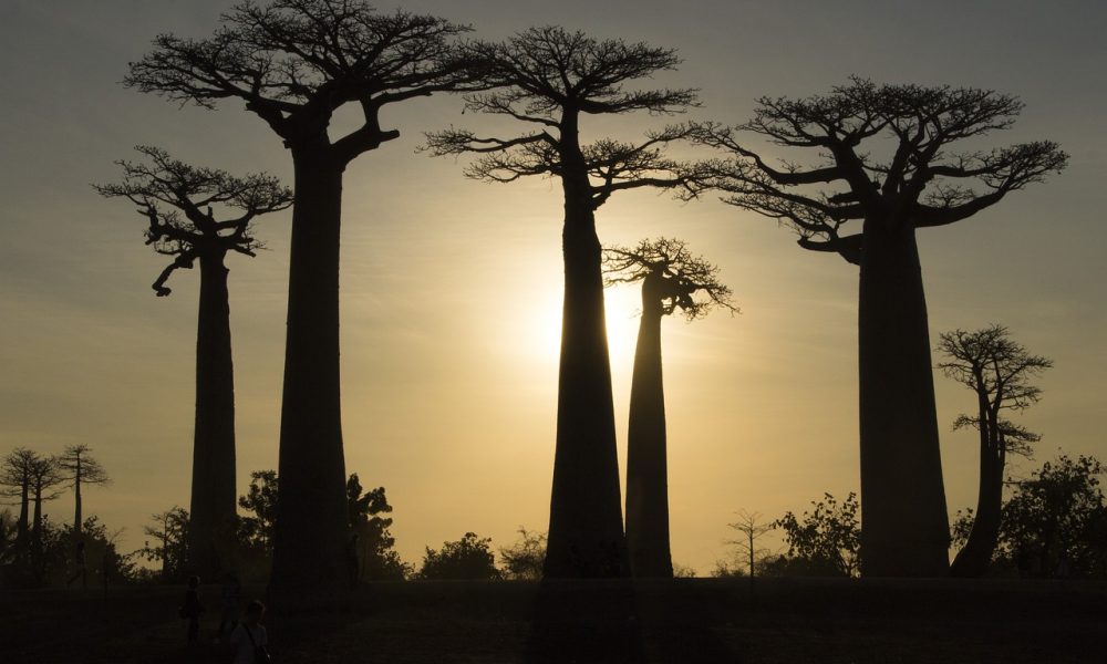 baobab de Madagascar