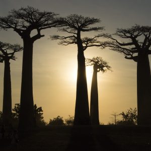 baobab de Madagascar