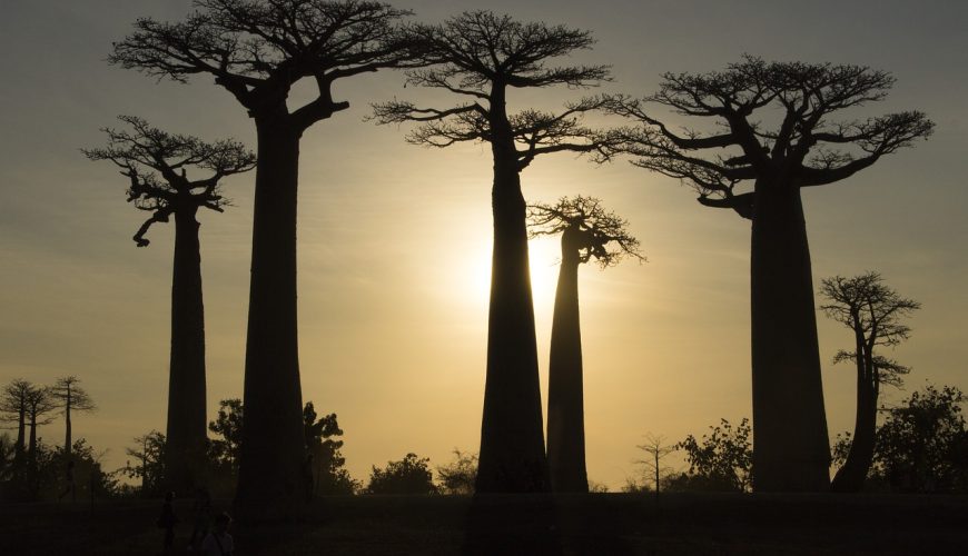 baobab de Madagascar