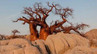 madagascar baobab, Pourquoi visiter les baobabs majestueux de Madagascar?, bookmada, Madagascar