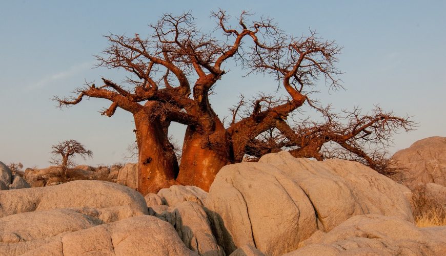 baobabs de madagascar, Pourquoi visiter les baobabs majestueux de Madagascar?, bookmada, Madagascar